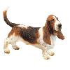 Basset Hound