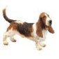 Basset Hound - Kutya