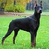 Doberman